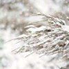 december_small-150x150